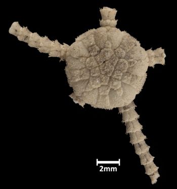 Media type: image;   Invertebrate Zoology OPH-451 Aspect: dorsal